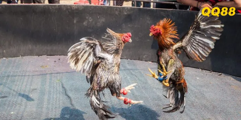 Hướng Dẫn Chơi Đá Gà QQ88 Chi Tiết Cho Người Mới 2025 2 Các loại cá cược đá gà tạu QQ88